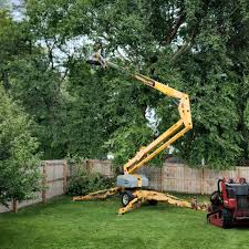 Trusted Seneca, SC Tree Services Experts